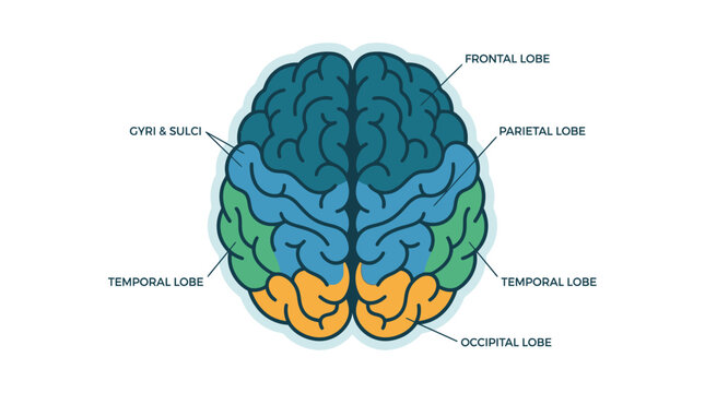 Simple flat vector illustration of human brain anatomy and labeled lobes view