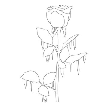 Frozen Rose Flower with Icicles Line Art Vector Illustration in AI EPS SVG PNG