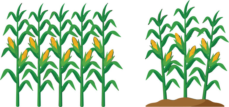 Vector illustration of corn stalks growing in a field with yellow cobs on a white background