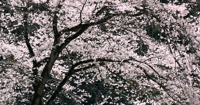 風に揺れる桜