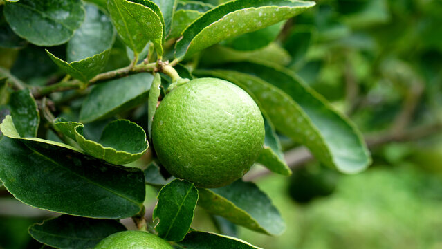 Fresh Green Lime Growing on Tree Branch with Leaves, Natural Citrus Fruit Photography