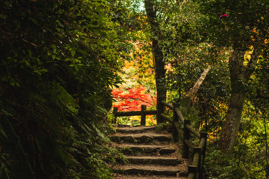 紅葉へと続く緑豊かな石段の散策路