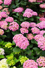 Fototapeta premium Hydrangeas blooming in a garden.
