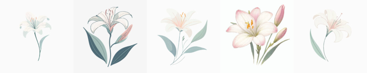 Fototapeta premium Zephyr Lily Flower Vector Illustration