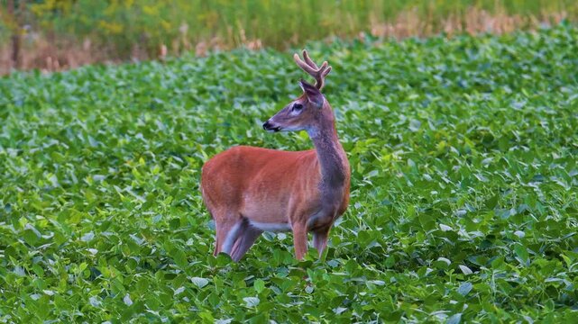 Young whitetail buck with velvet antlers in soybean field