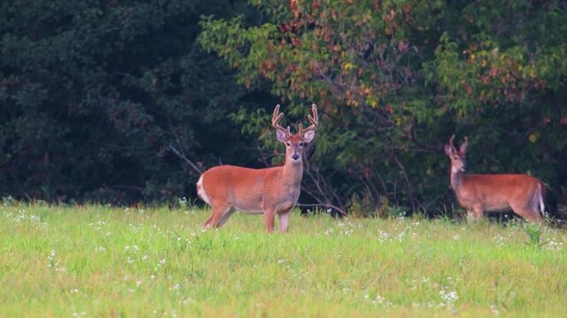 Whitetail buck with velvet antlers standing with deer at forest edge
