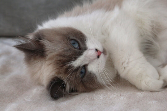 A fluffy Ragdoll cat with blue eyes and a white coat, lying on a soft surface. The cat has distinctive color points on its ears and face.