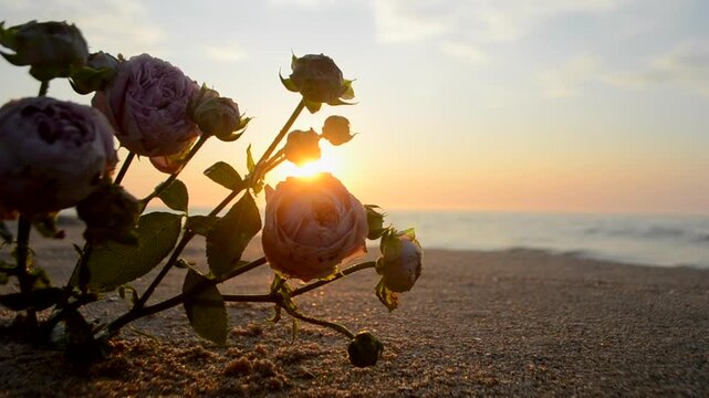 Rose flowers lying on sand of beach of sea shore coast at sunset dawn. Blossoming blooming flowers of pink roses on sand of sea coast with setting rising sun. Concept romance mood romantic