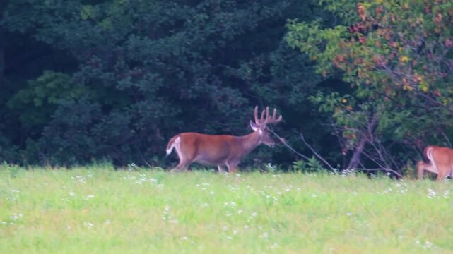 Two whitetail bucks with velvet antlers walking at forest edge