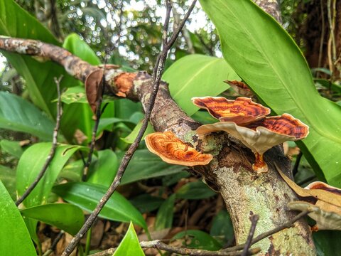 Wild bracket fungi growing on a fallen tree branch in a lush tropical forest.