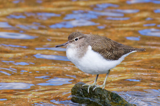 秋の水辺にいるイソシギ(Common Sandpiper)