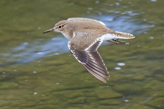 飛翔するイソシギ(Common Sandpiper)