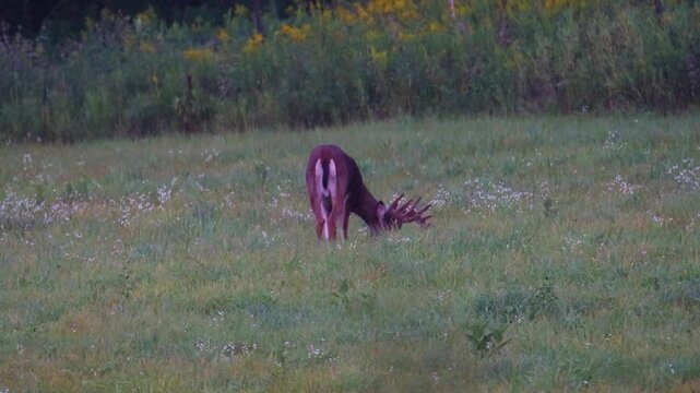 Whitetail buck with velvet antlers feeding in wildflower field