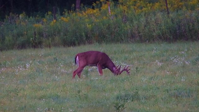 Whitetail buck looks at camera then grazes in grass field