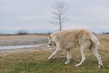 Fototapeta premium Dog, canine, animal in outdoor field walking along damp ground, solitary mammal exploring open landscape with distant bare tree and cloudy sky, calm natural moment for wildlife photography