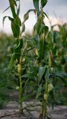 Fototapeta premium Corn plants grow in a field during late afternoon at a rural location with clear skies above