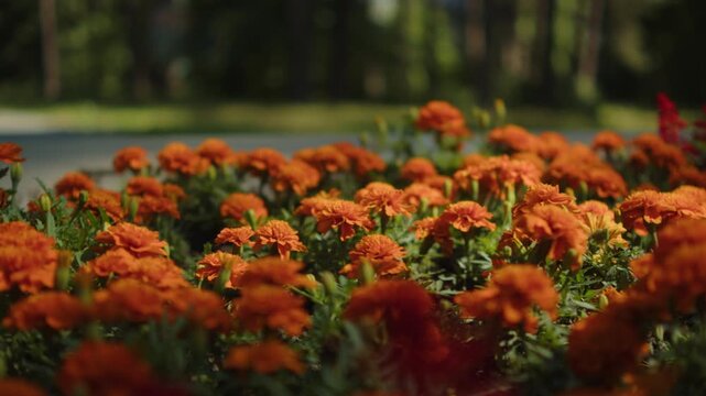 Vibrant garden of blooming orange marigold flowers in a sunny summer garden. Bright orange flower blossoms growing in a public park. Beautiful field of flowers close up.