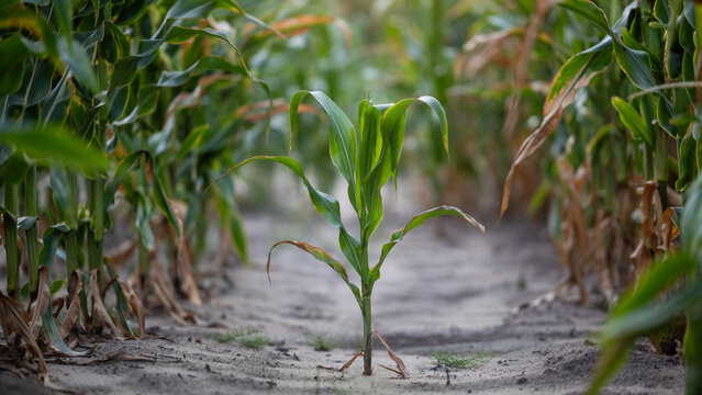 Corn plant grows in the middle of a field with rows of corn on either side during the summer season