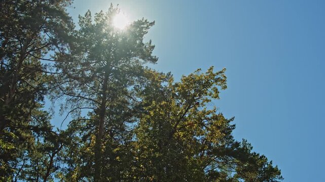 Sun shining through the green treetops of a forest under a clear blue summer sky. Lens flares going thought trees in park. Sunny day in the woods with golden sunlight falling through green leaves.