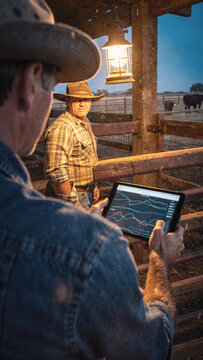 Two modern farmers using a digital tablet for livestock management in a cattle corral at dusk
