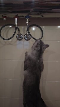 Cat plays with faucet in bathroom at home during daytime