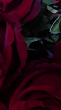 Close up of red roses in four frames showing their beauty and texture at a garden