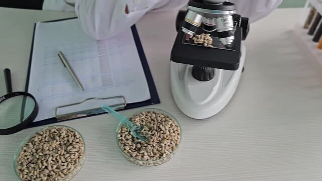 A scientist studying sunflower seeds under a microscope. Nutritional analysis of sunflower seeds and their health effects.