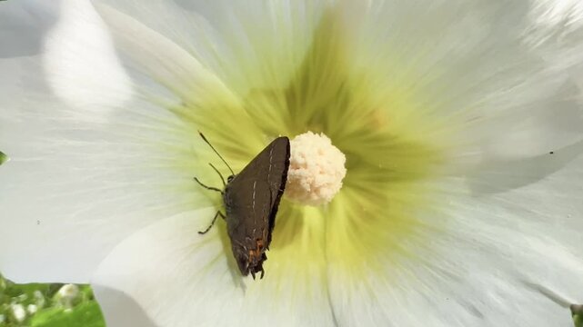 Brown hairstreak butterfly gathers nectar at yellow center of white hollyhock