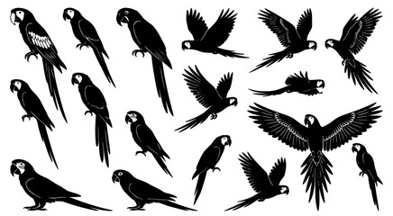 Fototapeta premium Detailed parrot silhouettes in multiple flight and perched poses isolated on transparent background for vibrant graphic design projects