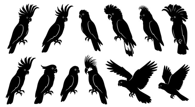 Exotic cockatoo and parrot silhouettes in various crest and flight poses isolated on transparent background for tropical art