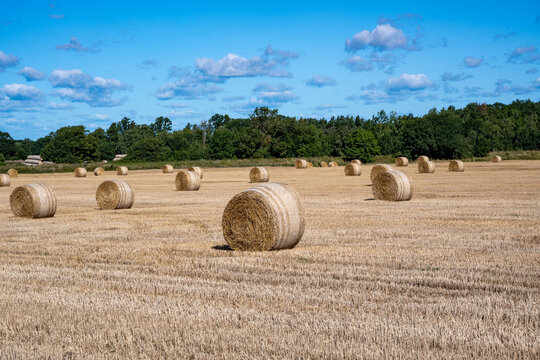 Round bales on field in Oland Sweden