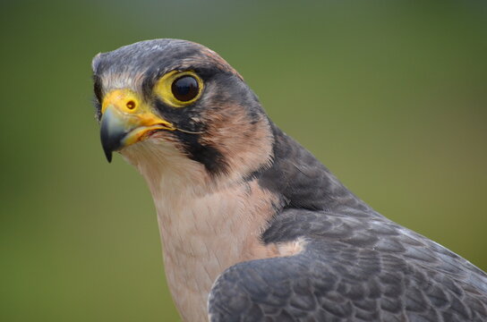Close-up portrait of a Lanner Falcon looking alert against a blurred background
