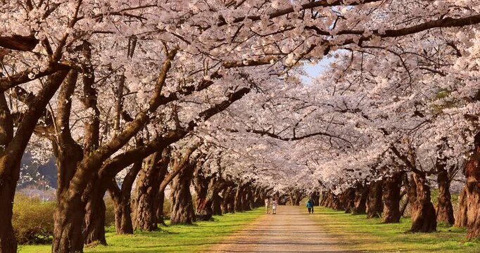 朝の北上展勝地の桜並木のトンネル