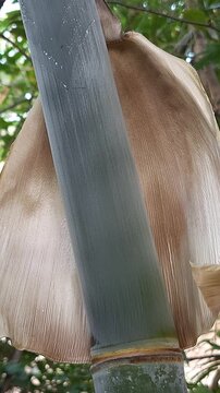 Frontal Close Up View of Dry Sheath on Green Bamboo Stem