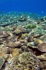 Tropical fish over coral reef in shallow clear water, Okinawa © bongoman
