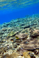 Sloping coral reef with tropical fish in clear blue ocean water © bongoman