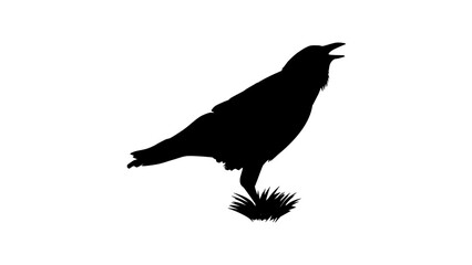 Naklejka premium crow symbol, black isolated vector silhouette