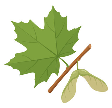 Maple tree branch with green leaf and winged seeds samaras, isolated on white background