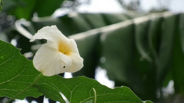 A static Full HD shot with a shallow depth of field, featuring a creamy white Gac fruit flower (Momordica cochinchinensis) blooming gracefully in the foreground.