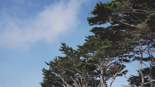 monterey cypress tree