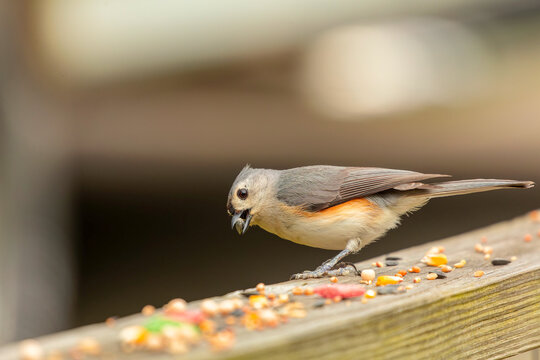 Tufted Titmouse (Baeolophus bicolor), small American songbird, is non-migratory and originally native to the Ohio and Mississippi River.