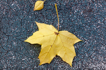Fototapeta premium Yellow maple leaf rests on cracked, dark surface