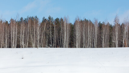 Fototapeta premium Snow blankets a quiet field. White birch trees stand tall. Mix of birch and pine trees lines the horizon. Clear blue sky above the winter landscape.