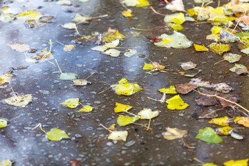 Fototapeta premium Fallen leaves rest on wet pavement