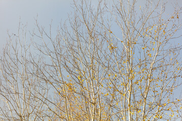 Fototapeta premium Tall trees with bare branches and yellow buds