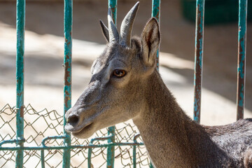 Naklejka premium Young goat stands behind green metal fence