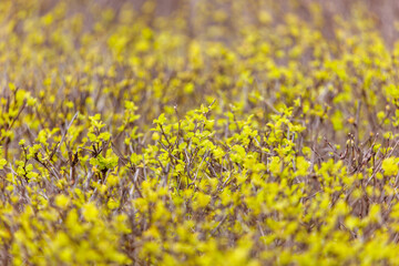 Fototapeta premium Golden yellow blossoms bloom densely across a field