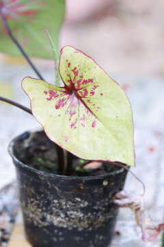 Close up view of beautiful Caladium houseplant with large white leaves and green veins in the garden. Pink​ Caladium​ Bicolor​ Texture​ leaves​. Tropical Houseplant Gardening.