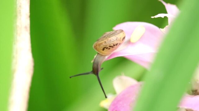 Snail on Petal: A tiny snail, with its patterned shell, slowly crawls along a delicate pink petal amidst a blur of green foliage.