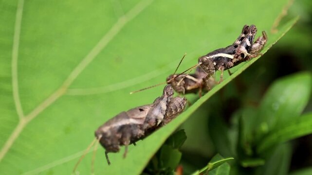 Mating Grasshoppers on Leaf
